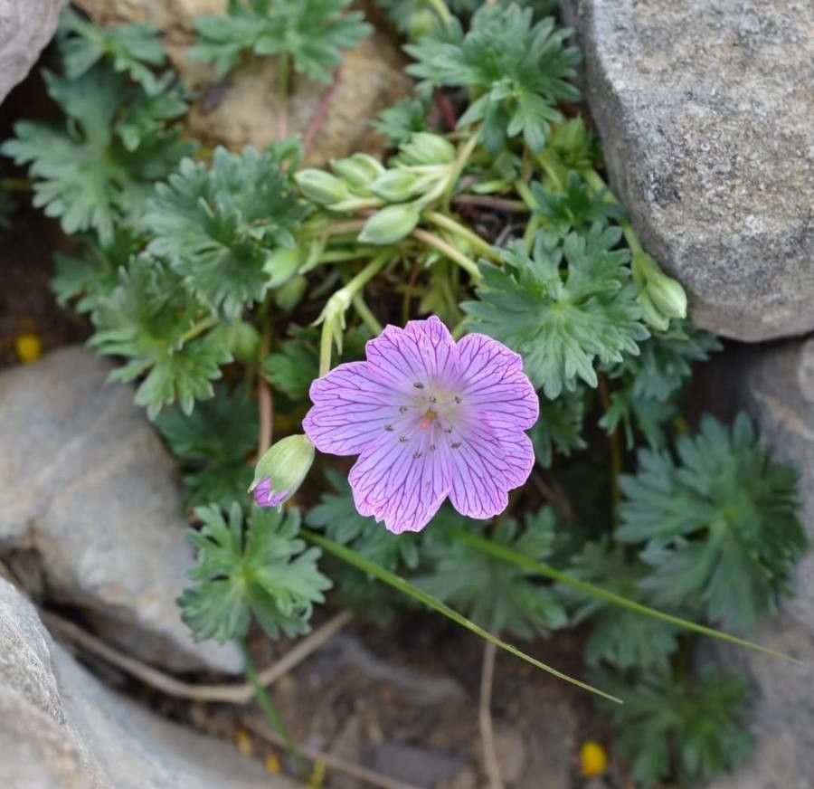 Geranium subargenteum flower