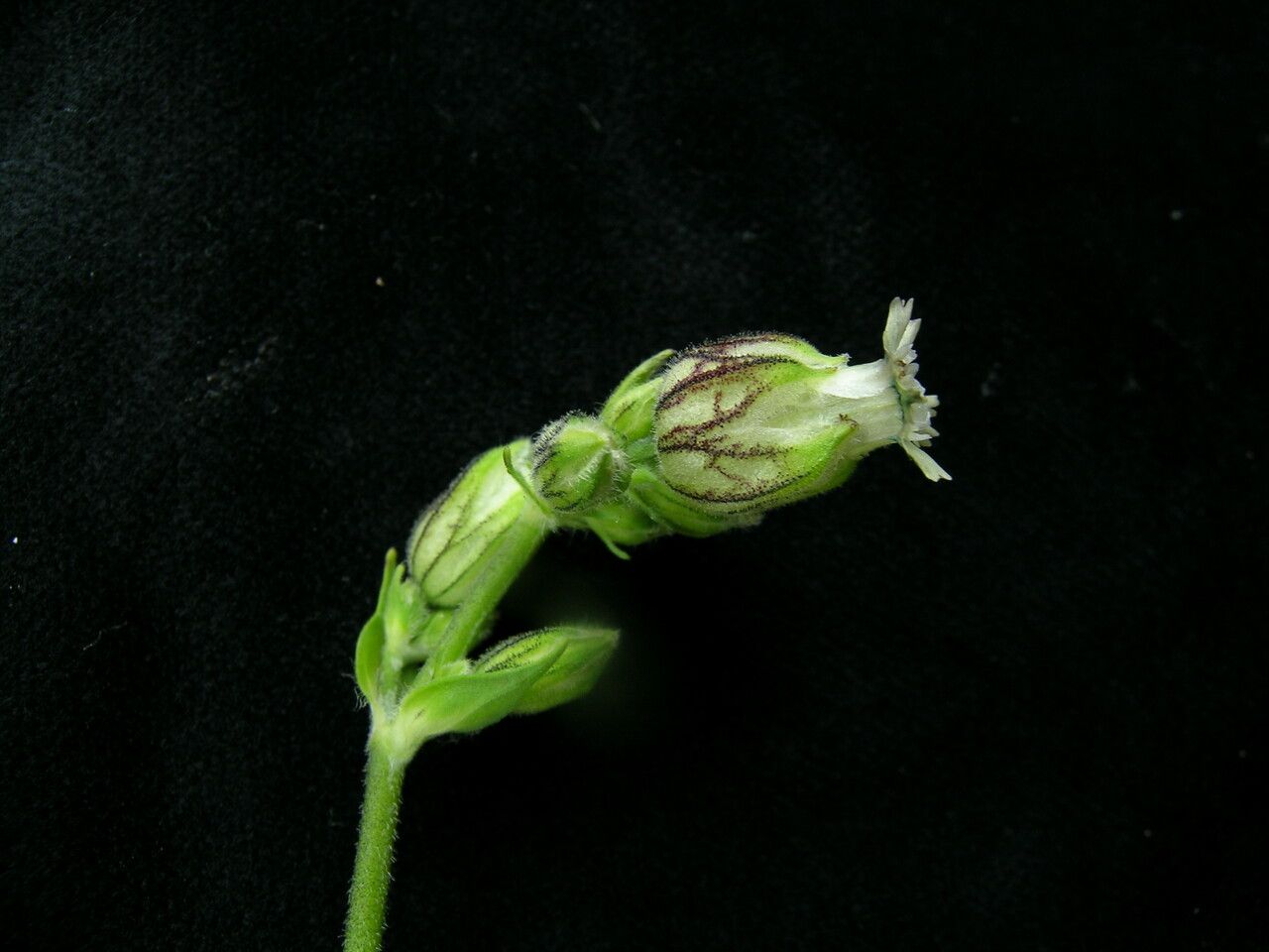 Silene khasiana habit