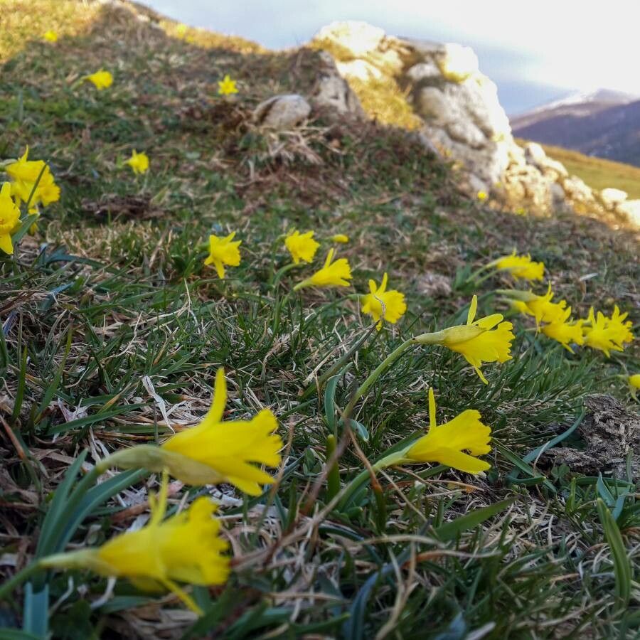 Narcissus cuneiflorus flower