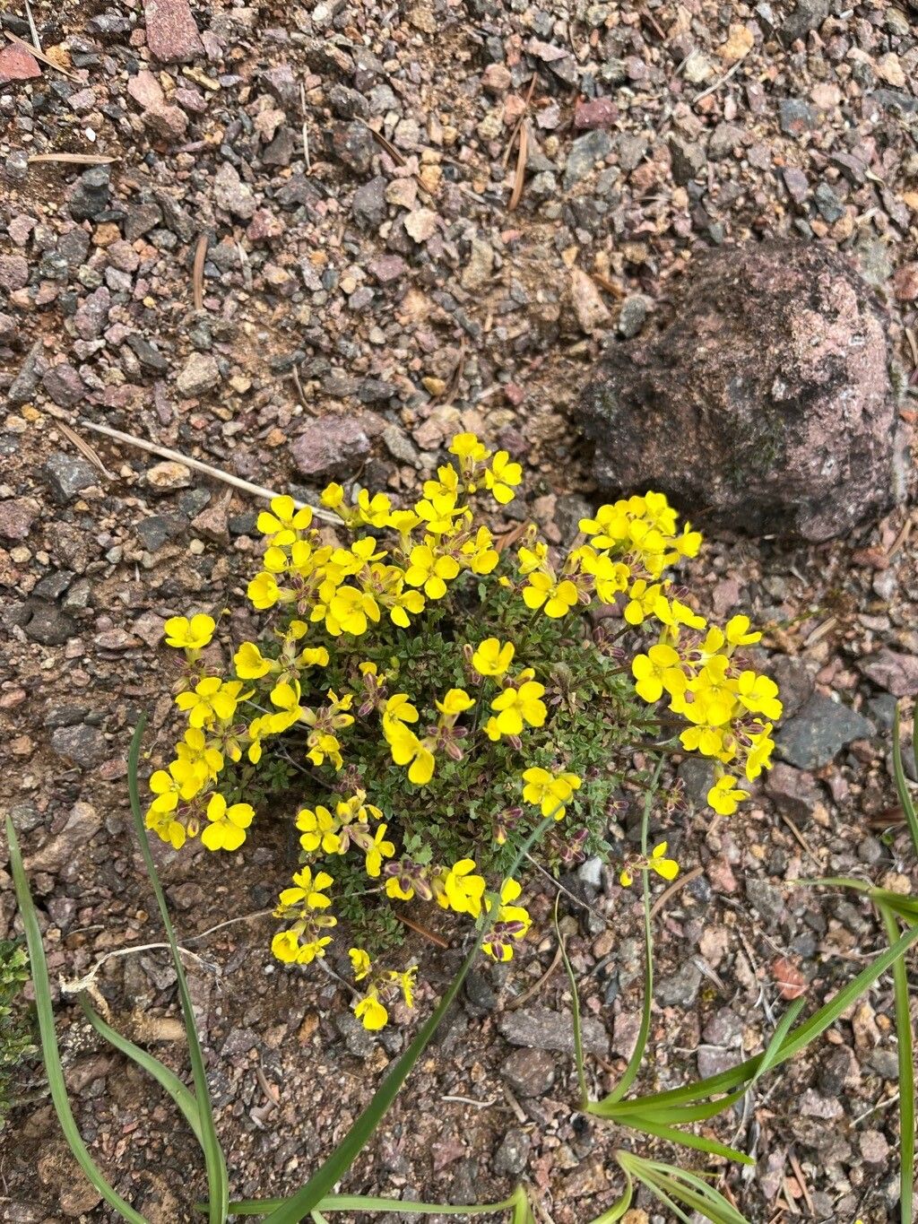 Erysimum pulchellum habit
