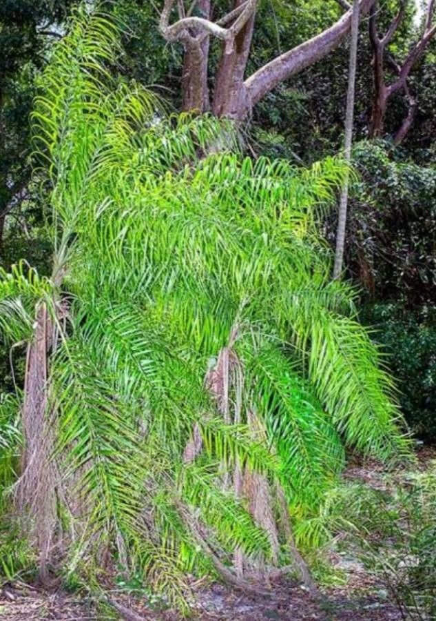 Syagrus flexuosa — houseplant care guide