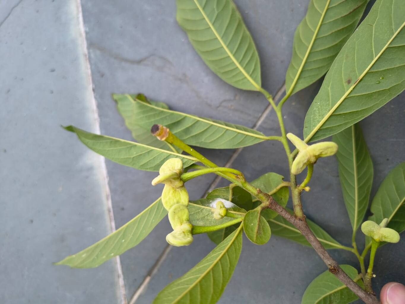 Annona sylvatica flower