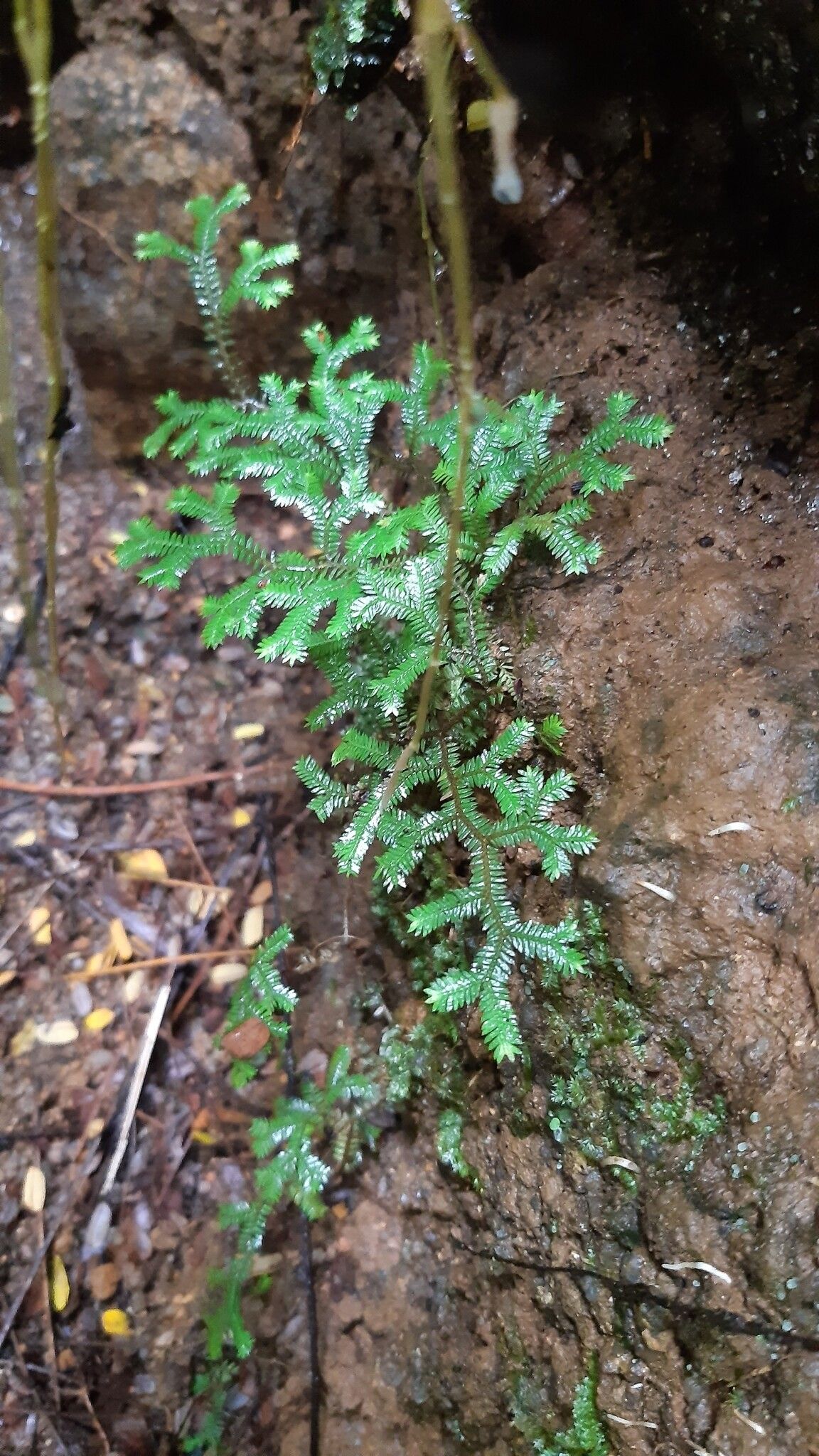 Selaginella sechellarum — houseplant care guide