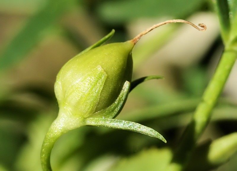 Gratiola officinalis fruit