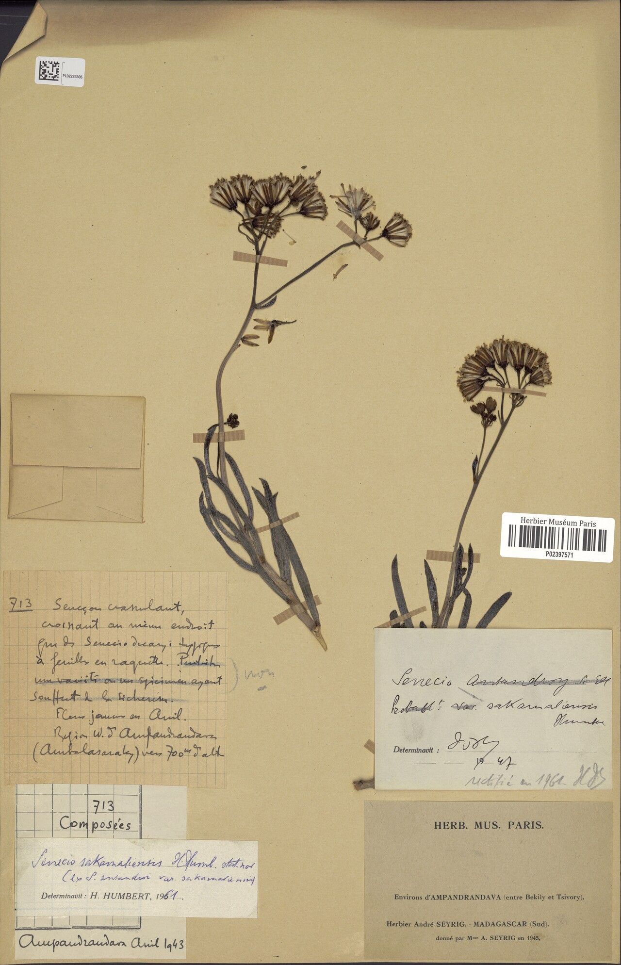 Senecio sakamaliensis — houseplant care guide