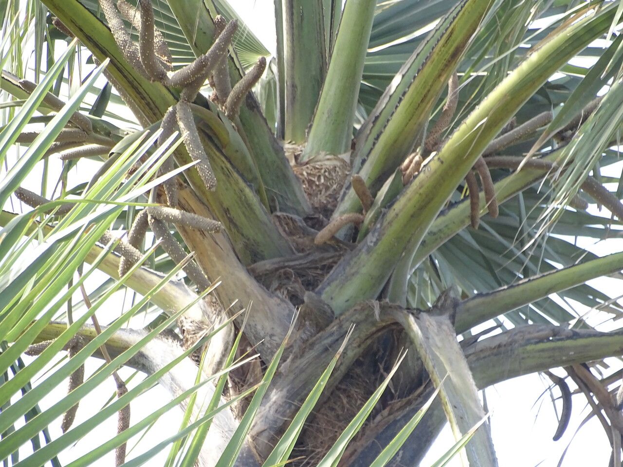 Borassus akeassii flower