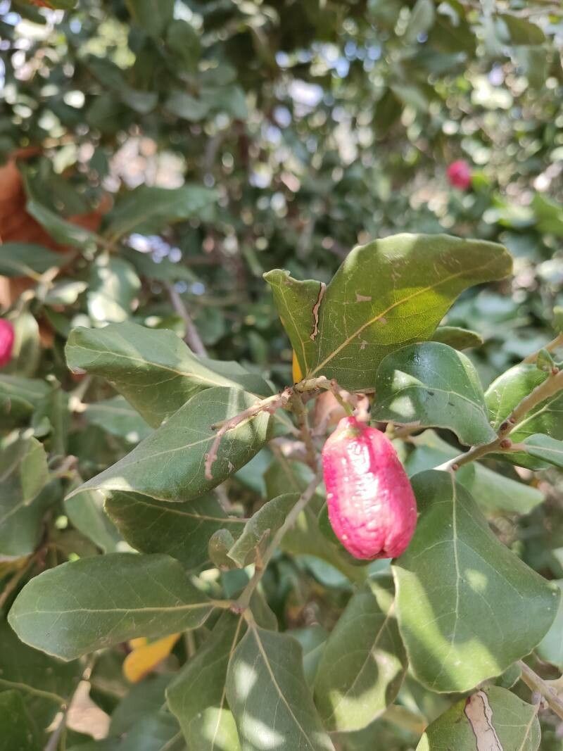 Cryptocarya alba fruit