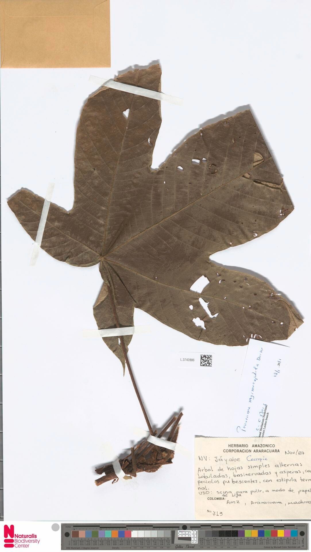 Pourouma myrmecophila — houseplant care guide