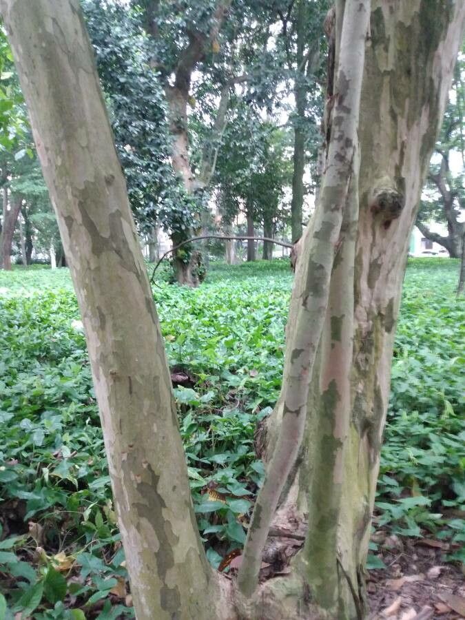 Triplaris weigeltiana bark