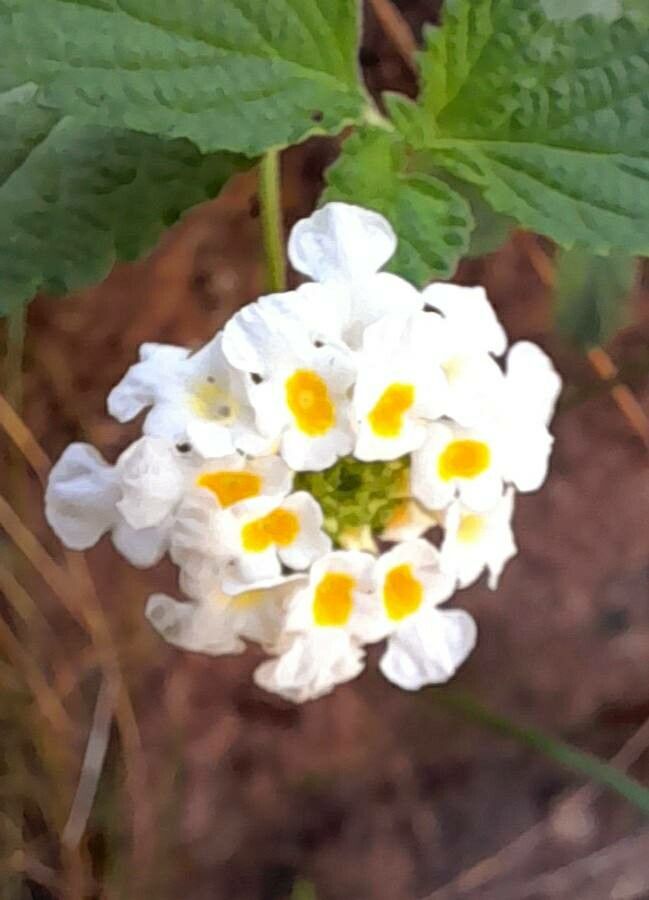 Lantana grisebachii flower