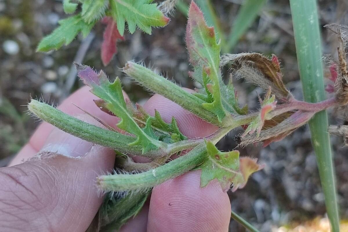 Oenothera laciniata fruit