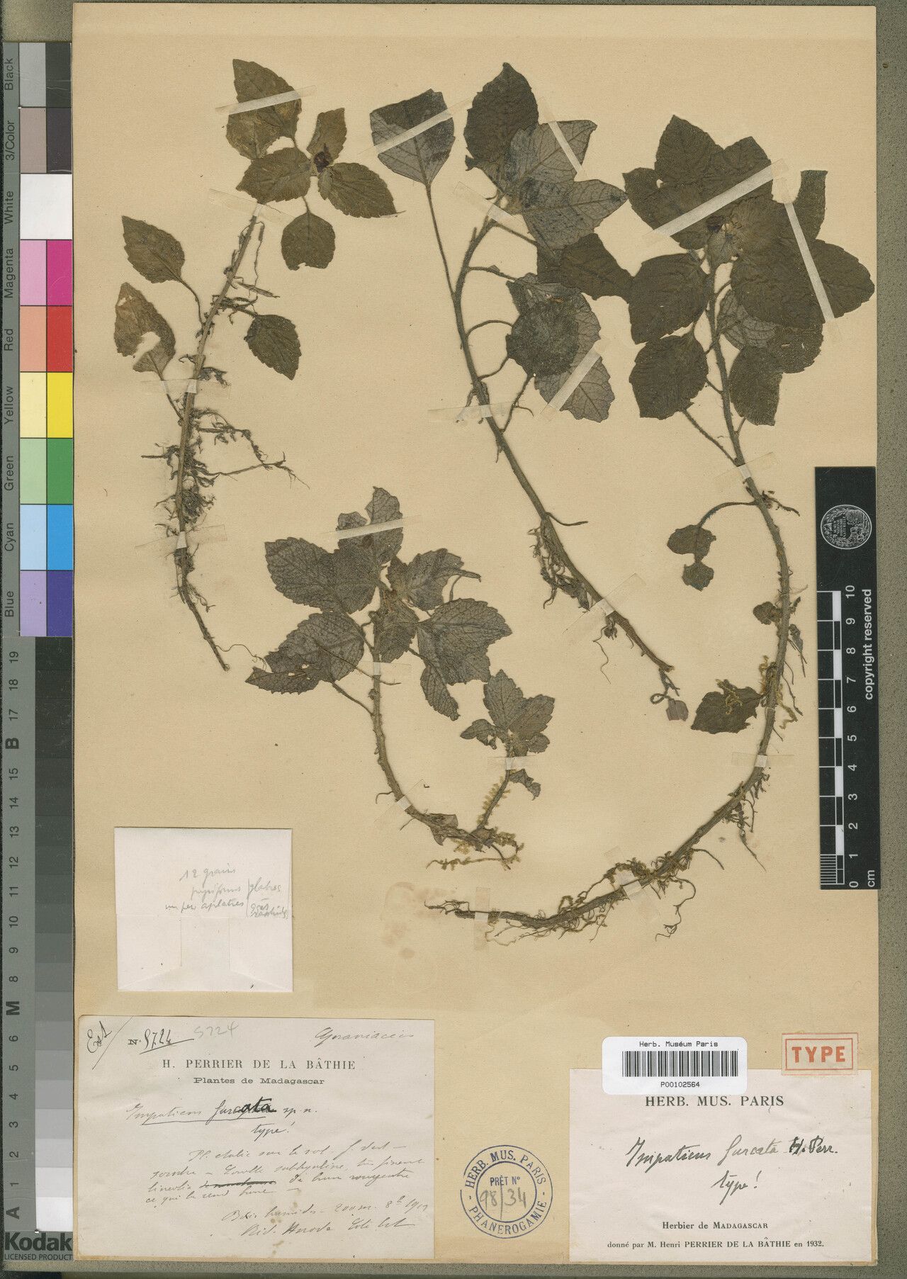 Impatiens furcata — houseplant care guide