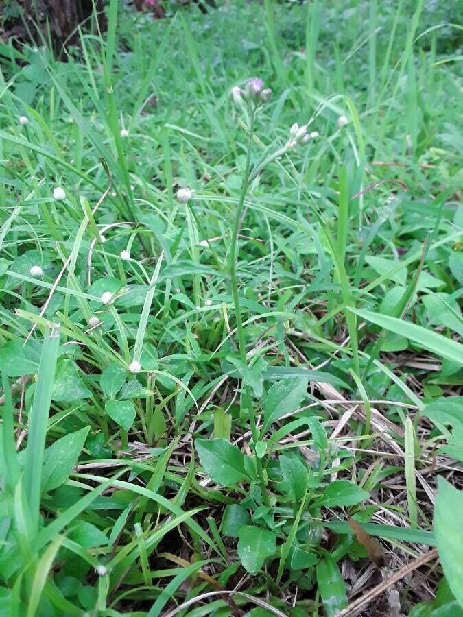 Cyanthillium cinereum habit