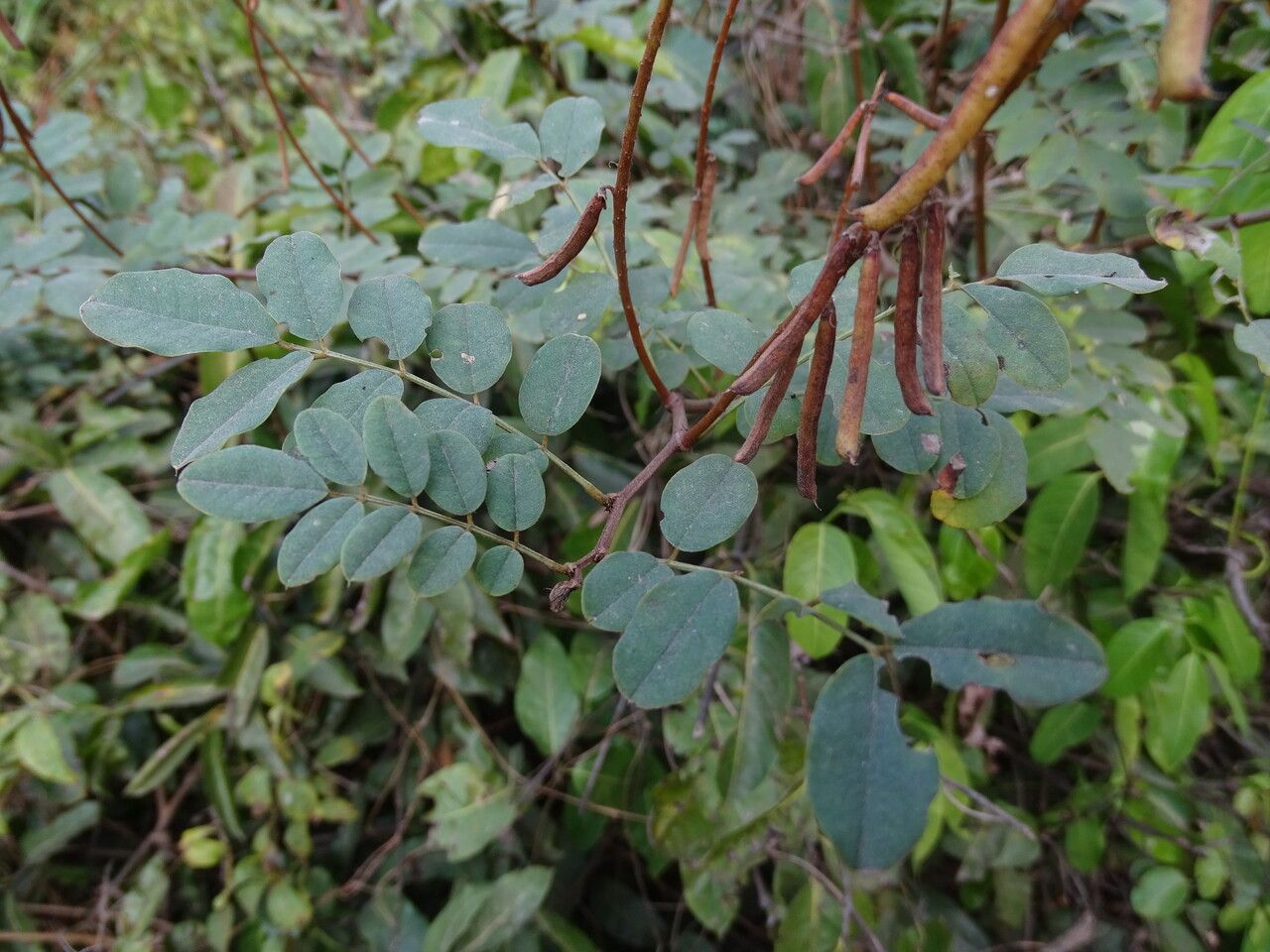 Cassia podocarpa — search result for 'Cassia'