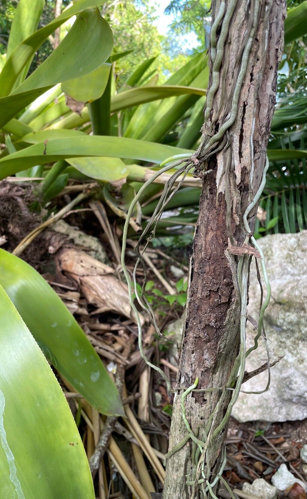 Dendrophylax fawcettii habit