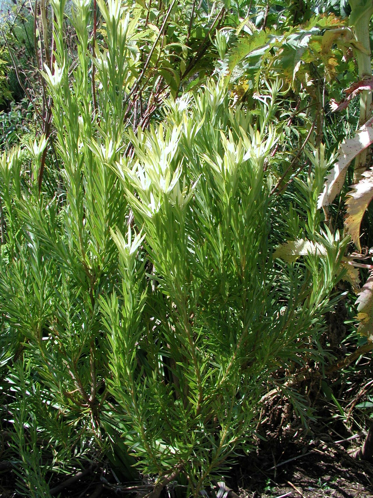 Leucadendron xanthoconus habit