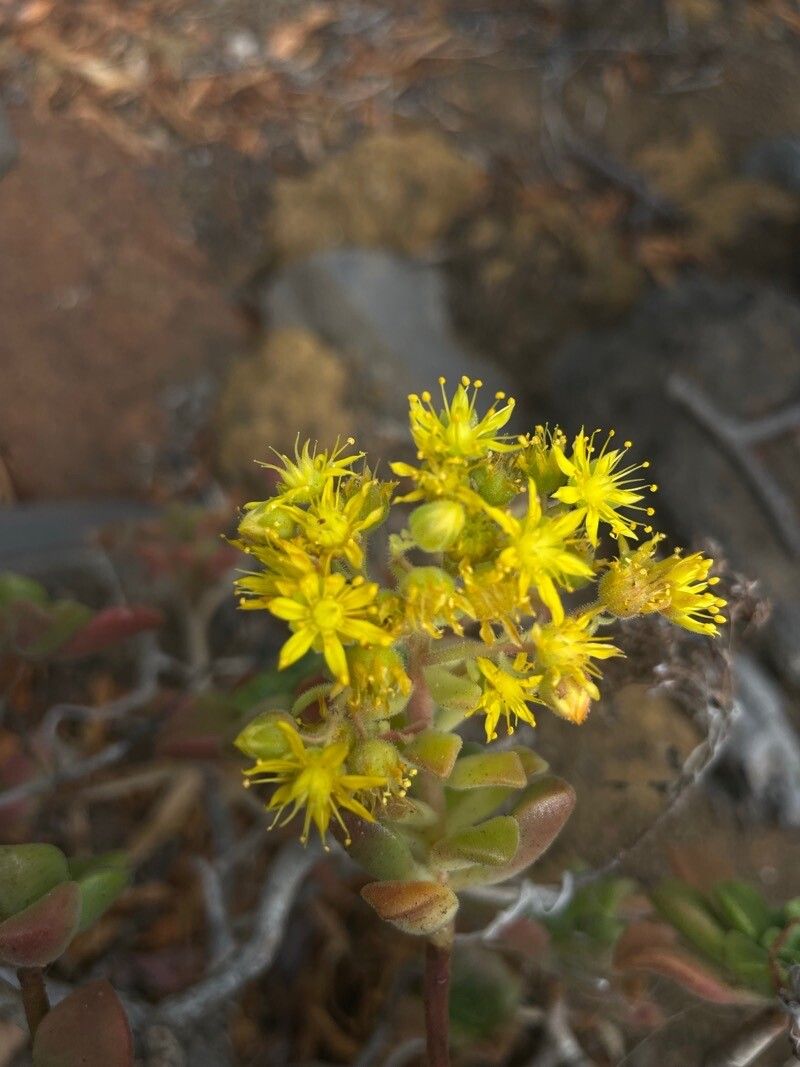 Aeonium lindleyi flower