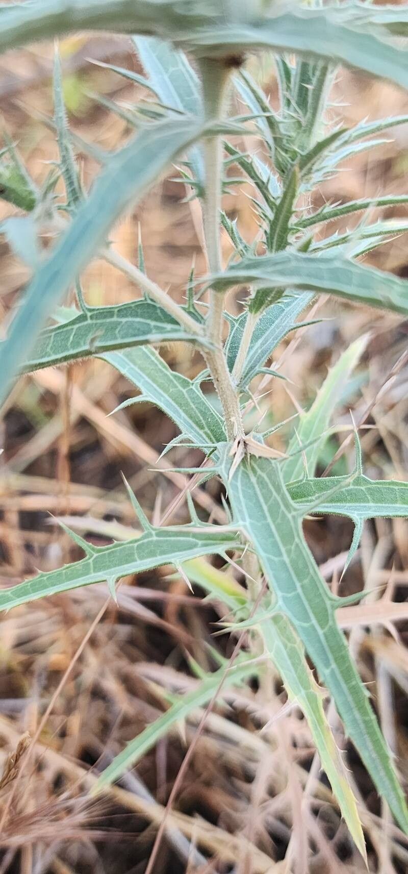Carthamus dentatus bark
