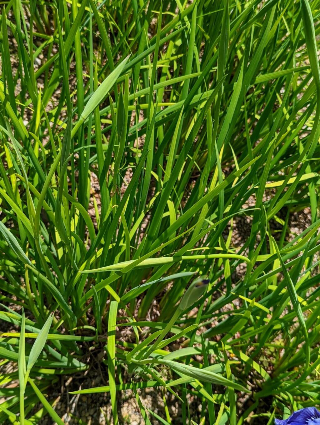 Iris delavayi — search result for 'Iris'