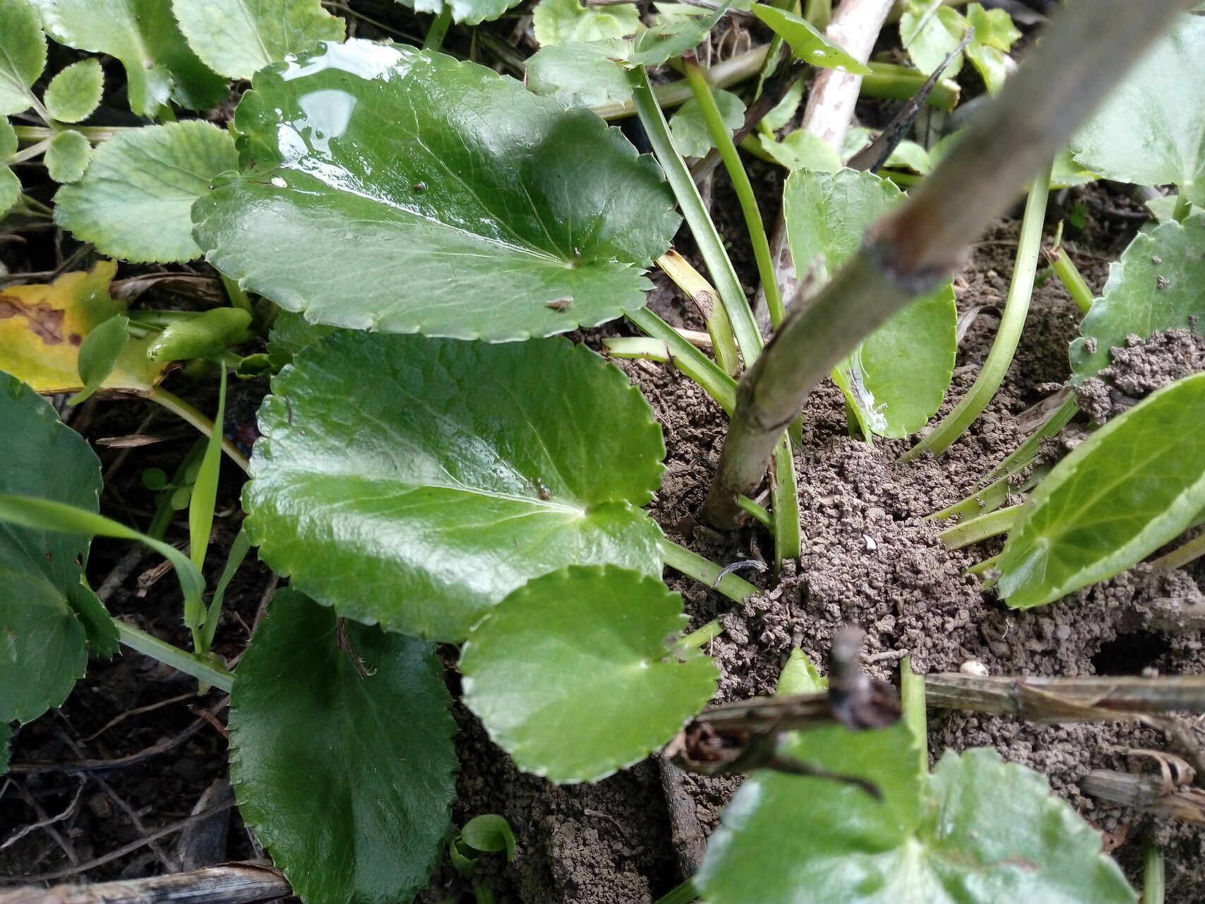 Eryngium tricuspidatum — search result for 'Eryngium'