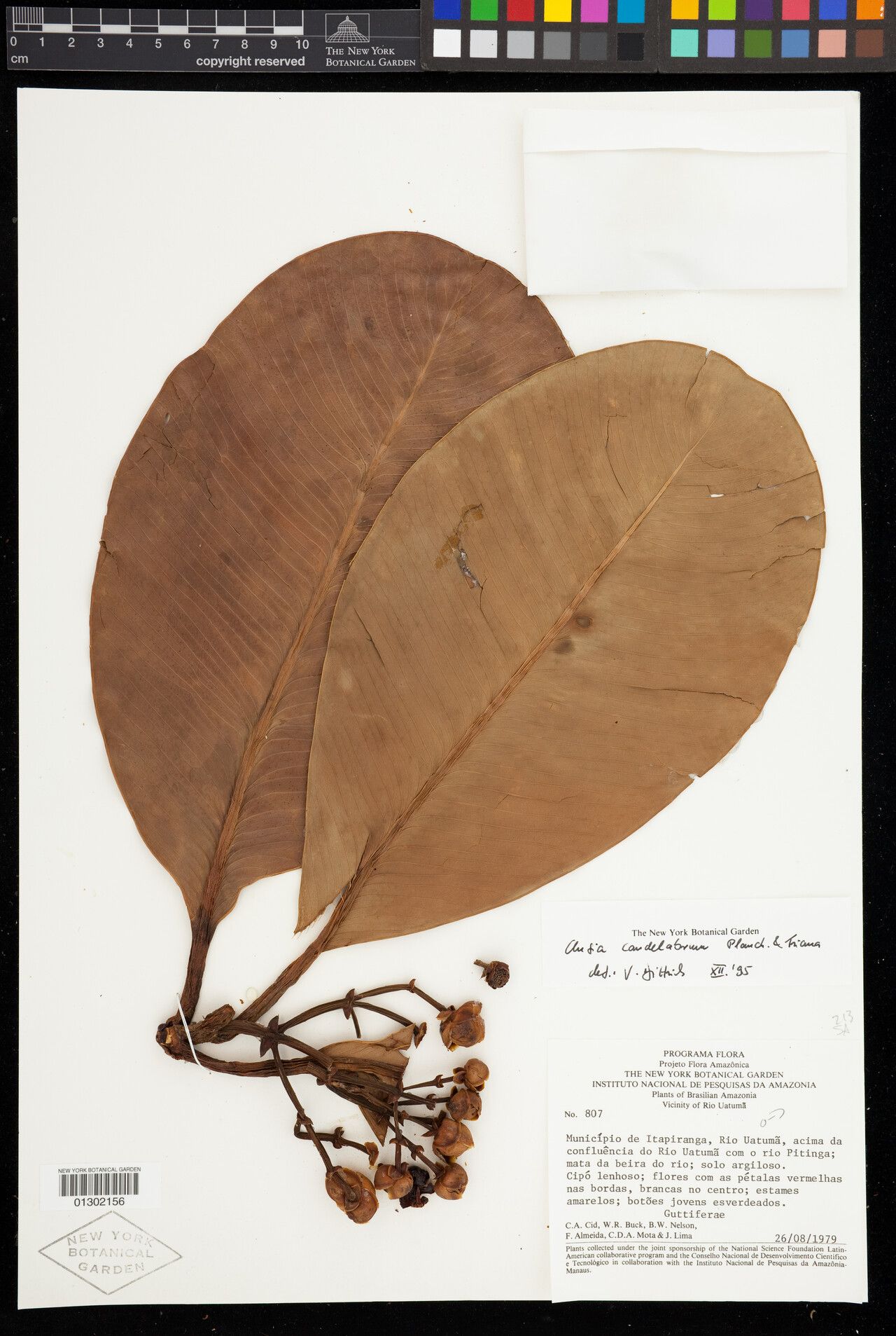 Clusia candelabrum fruit