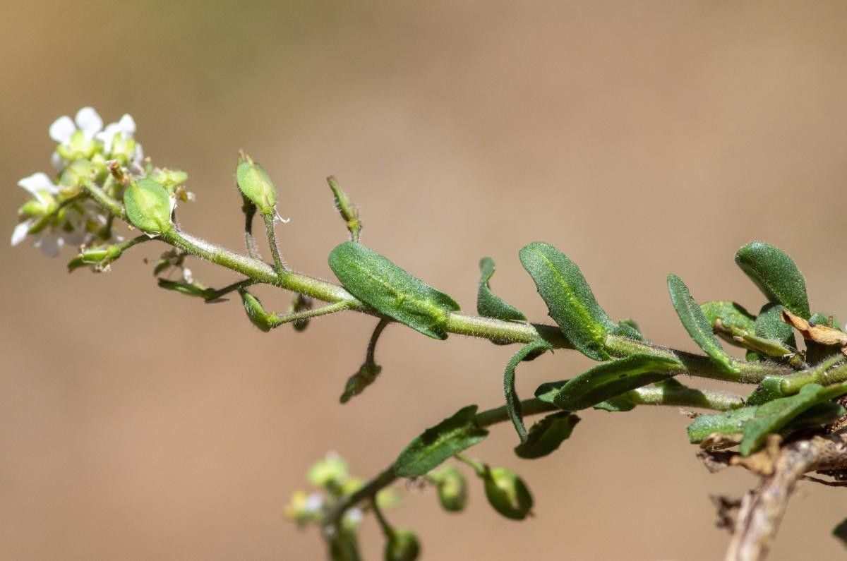 Lepidium oxyotum flower