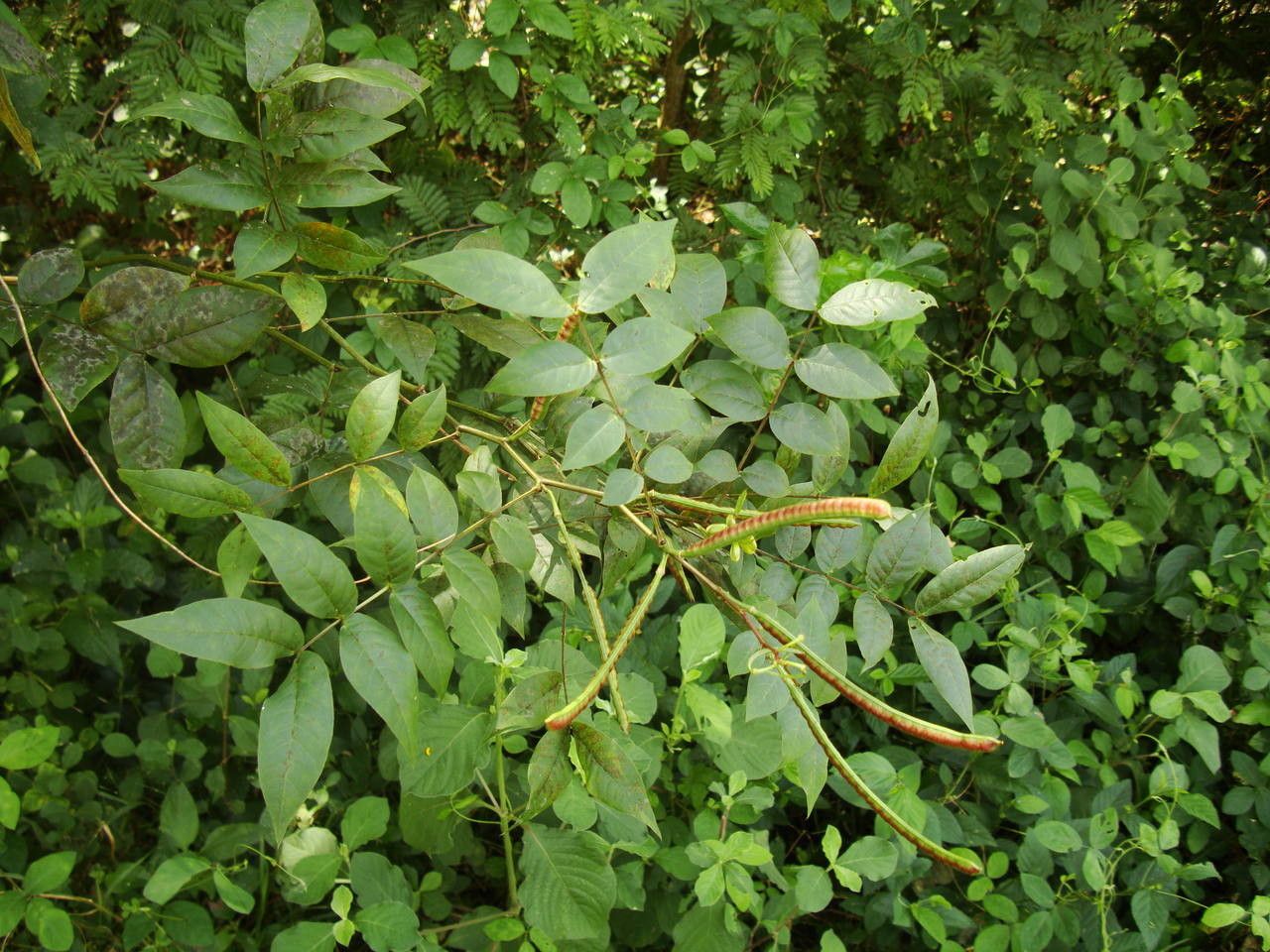 Senna occidentalis — search result for 'Senna'