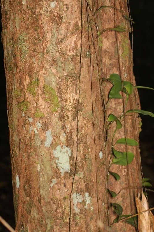 Platymiscium trinitatis bark