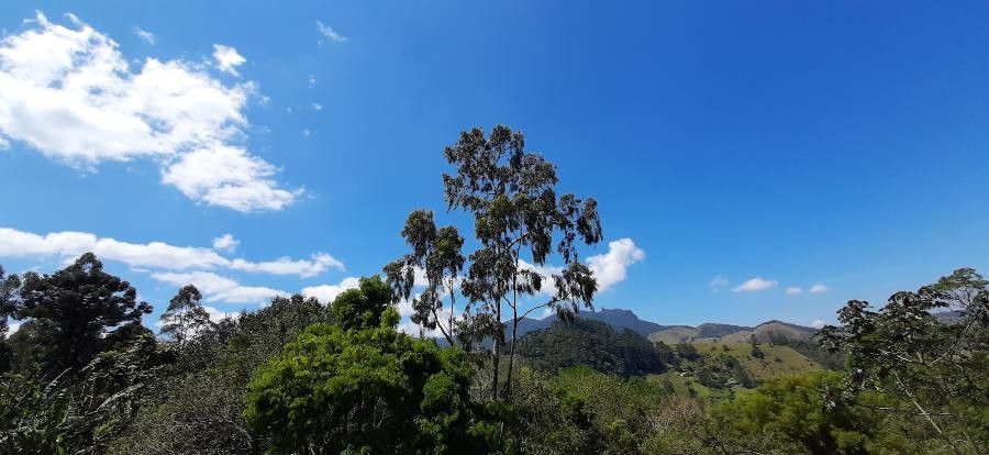 Eucalyptus viminalis — search result for 'Eucalyptus'