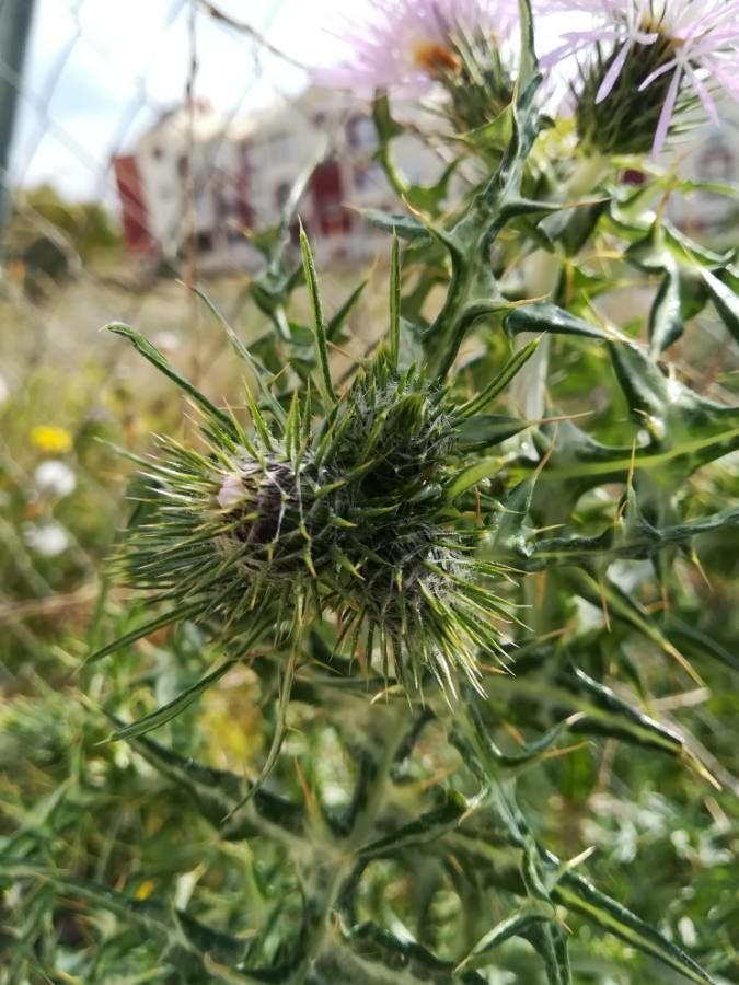 Galactites tomentosus fruit