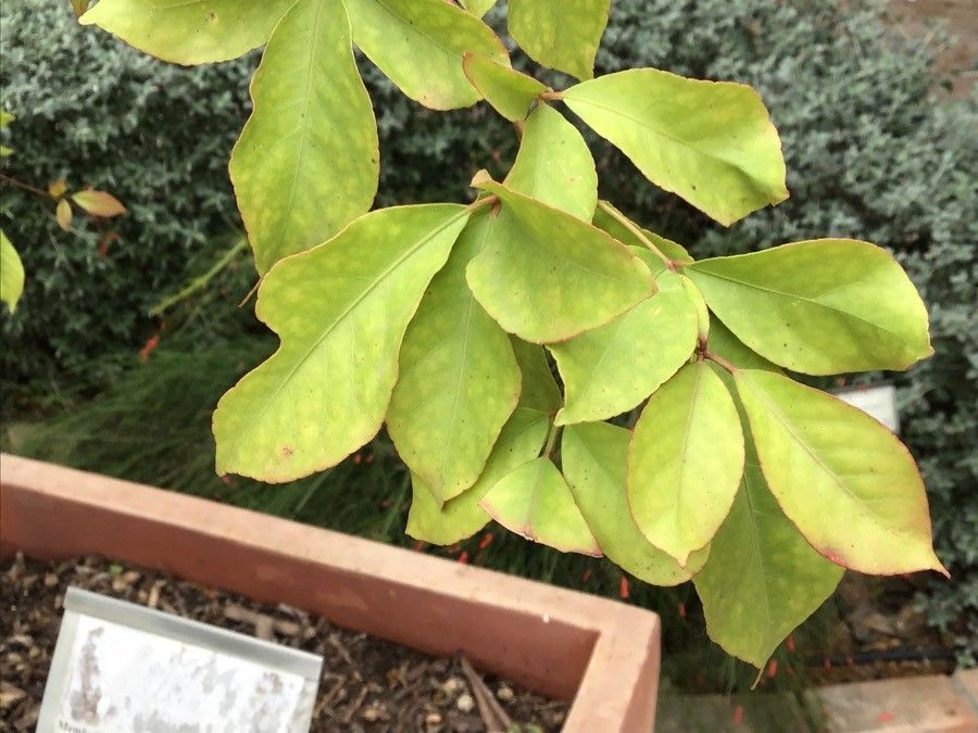 Aegle marmelos — search result for 'Rutaceae'