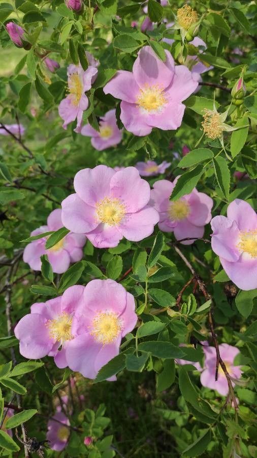 Rosa bella — houseplant care guide