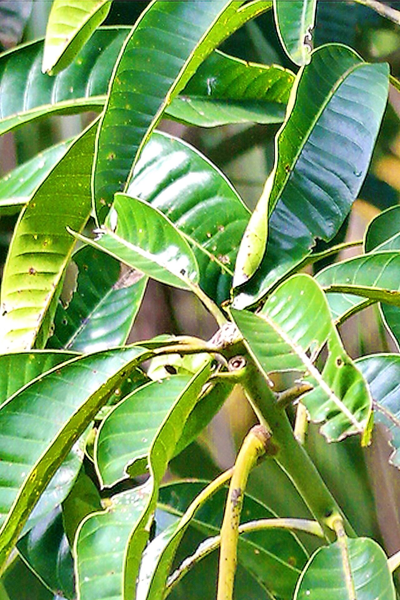 Mangifera odorata — houseplant care guide