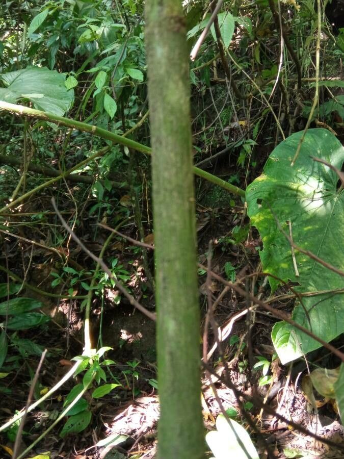 Chamaedorea pinnatifrons bark