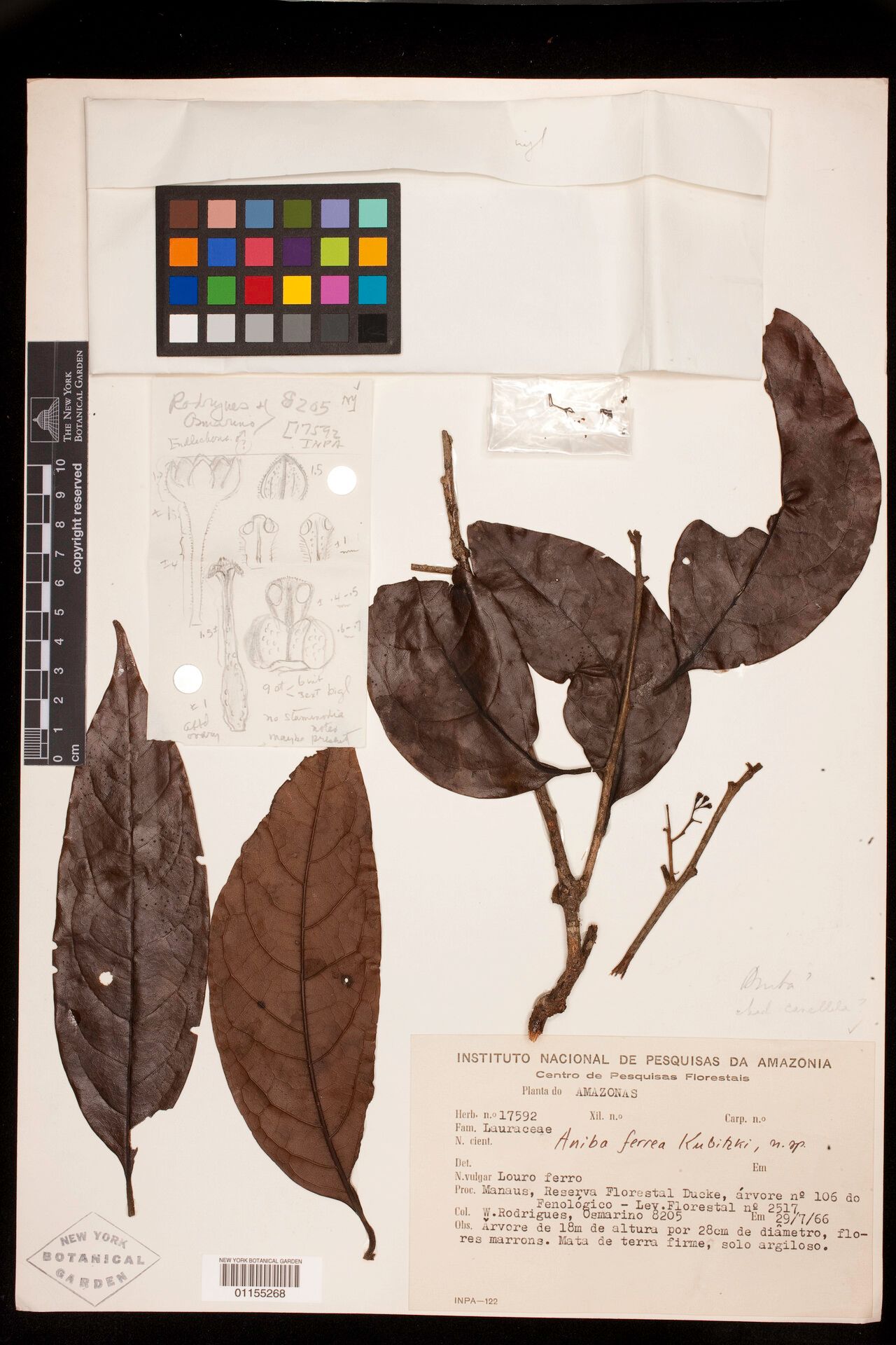Aniba ferrea leaf