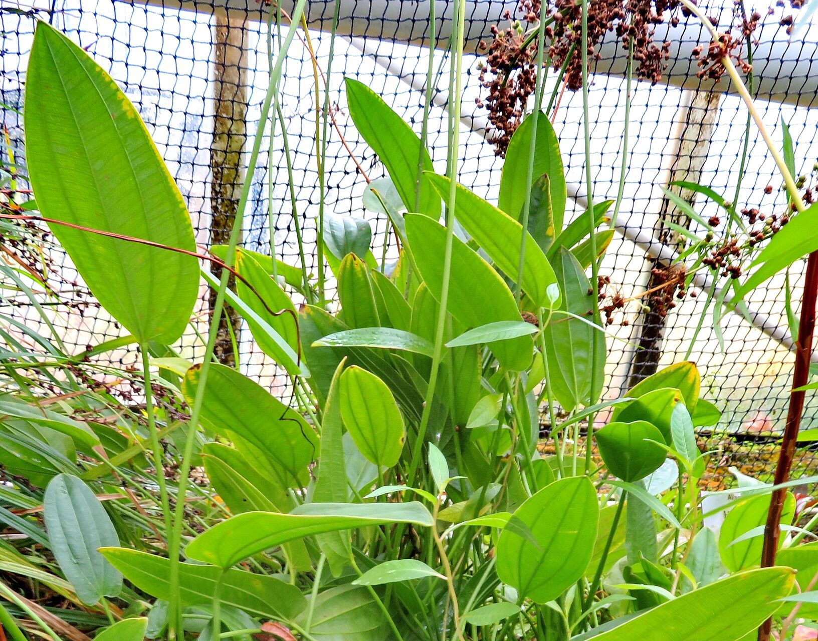 Echinodorus longiscapus habit