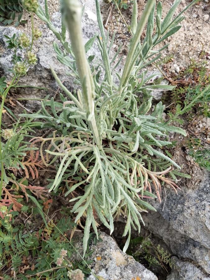 Jurinea albicaulis — related species from the same genus