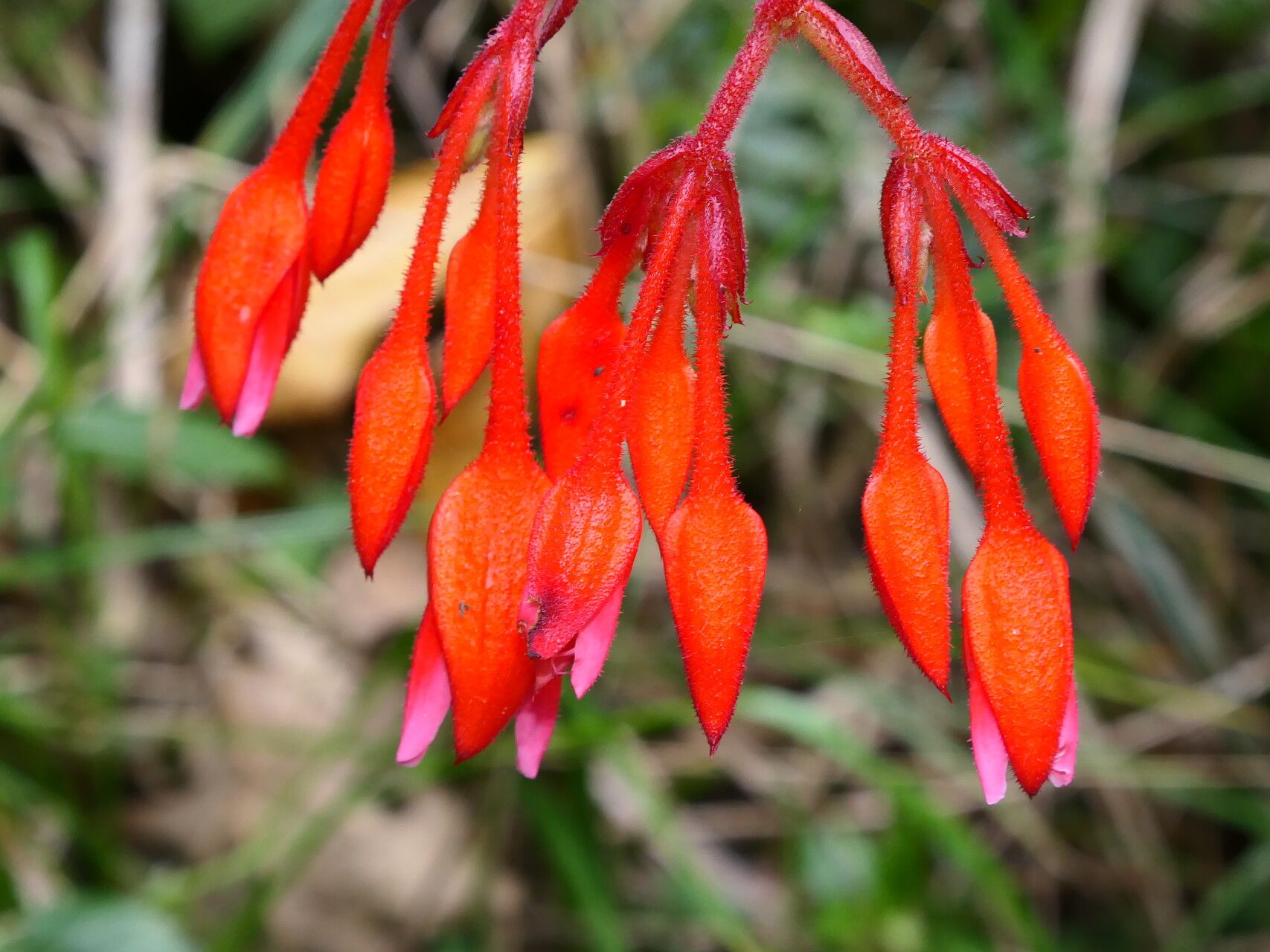 Begonia ferruginea flower