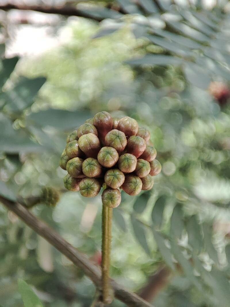 Calliandra surinamensis fruit