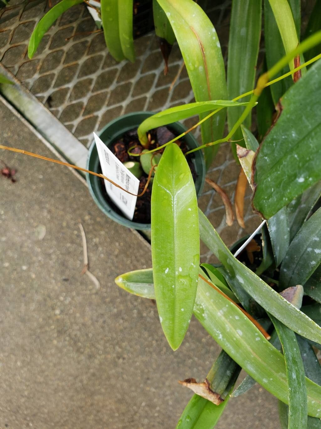 Maxillaria lineolata leaf