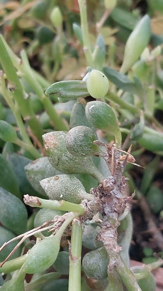 Curio citriformis leaf
