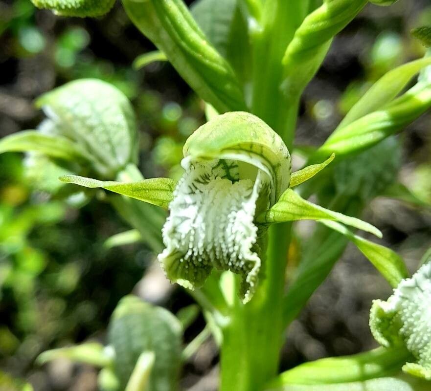 Chloraea cylindrostachya flower