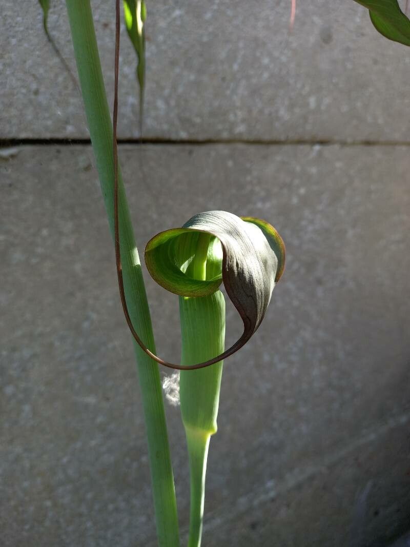 Arisaema consanguineum flower