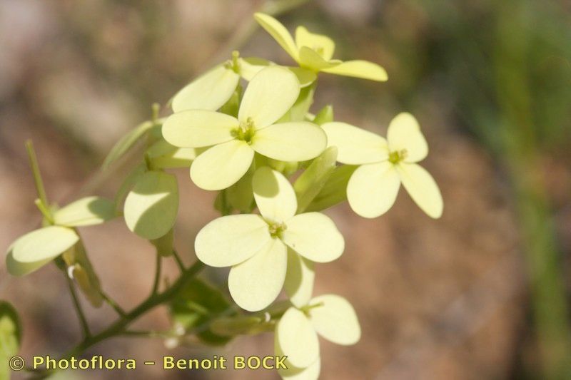 Biscutella variegata — houseplant care guide