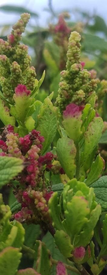 Phyllocladus aspleniifolius fruit