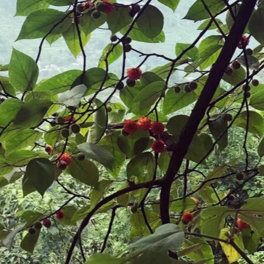 Broussonetia kazinoki fruit
