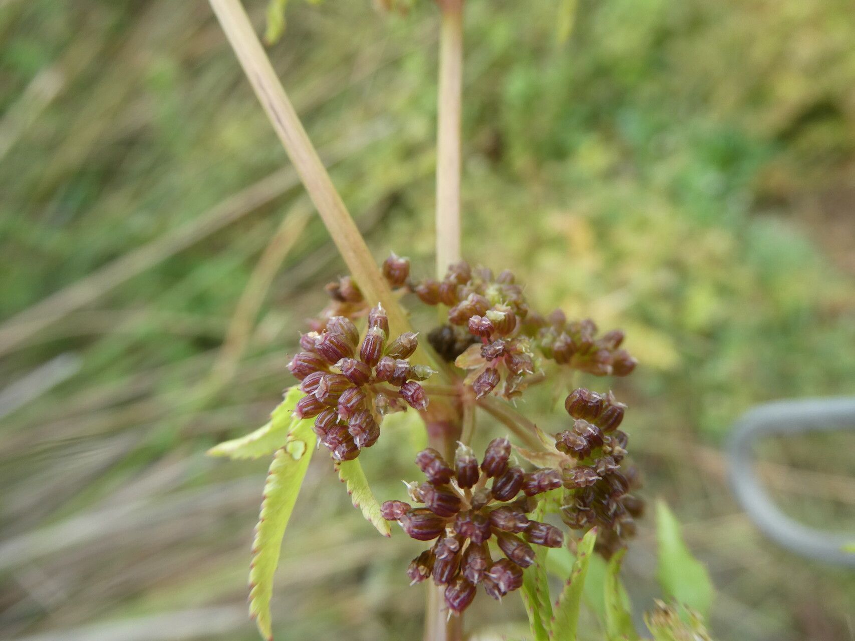 Helosciadium nodiflorum fruit