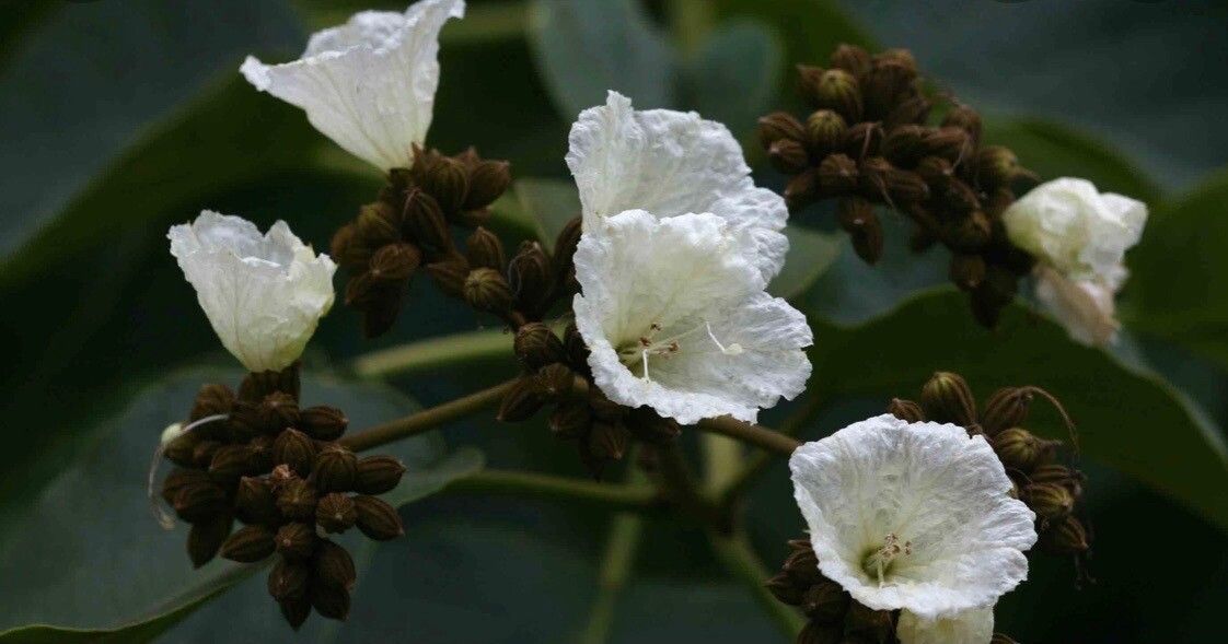 Cordia africana flower