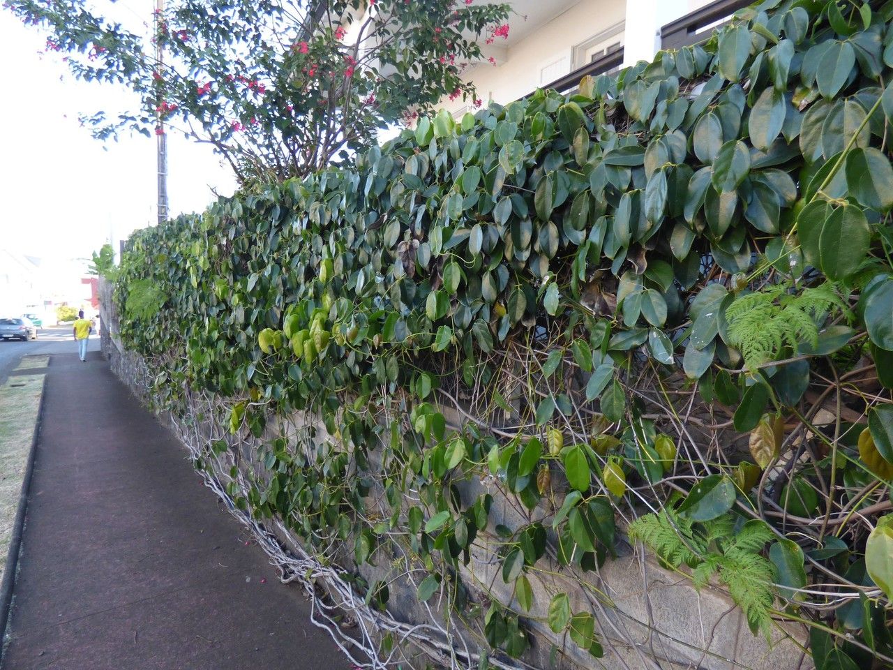 Mucuna warburgii habit