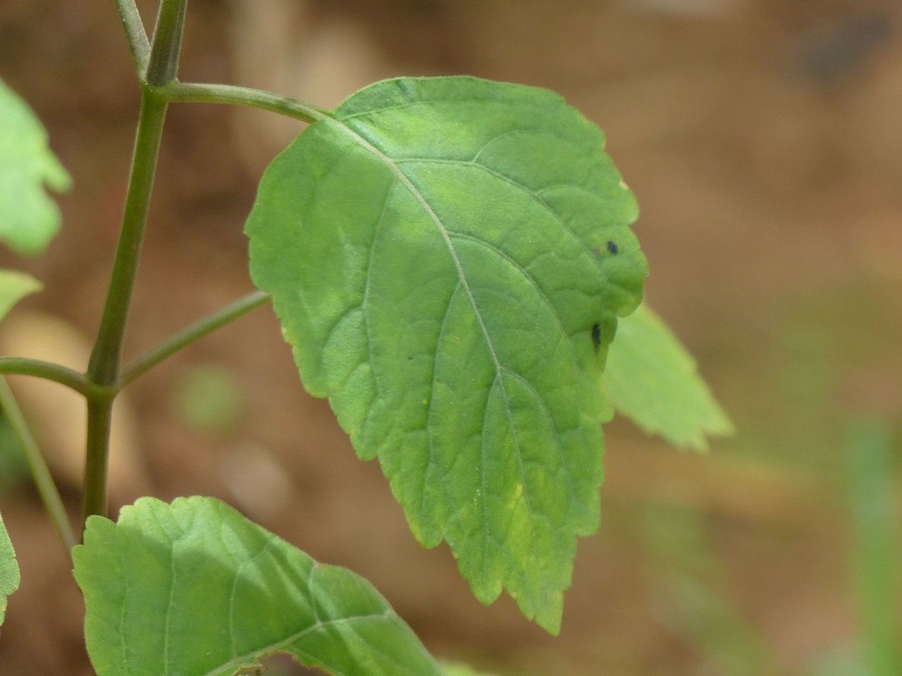 Pogostemon heyneanus — houseplant care guide